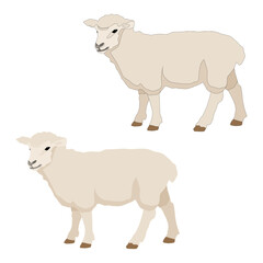 Vector sheep isolated on white background flat with stroke