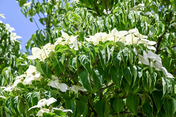 Fototapeta premium Beautiful Kousa dogwood (Cornus kousa) flowers.