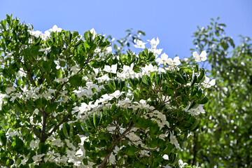 The Kousa dogwood (Cornus kousa) tree and blooming flowers.