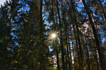 Obraz premium The sun breaks through the leaves of the forest, conjuring up a warm pattern of light and shadow