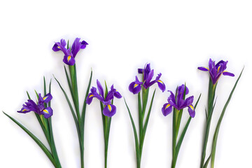 Flowers violet iris on a white background with space for text. Top view, flat lay. Spring decoration