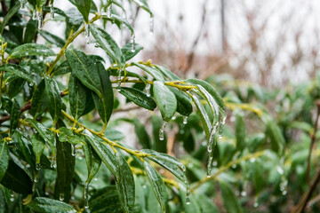 leaves in the garden with ice cover