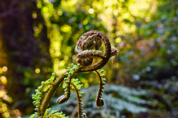 A young fern, thriving green in the shade. Its delicate fronds strive upwards, growing silently and persistently.