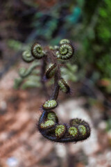A delicate fern, green and striving towards the light in the shade. Its delicate fronds unfurl...