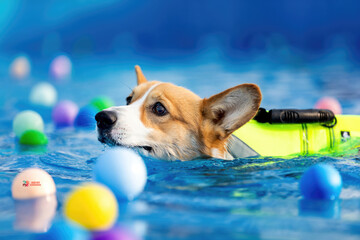 Image of adorable dog exercising in swimming pool. Cute dog, high quality images - obrazy, fototapety, plakaty
