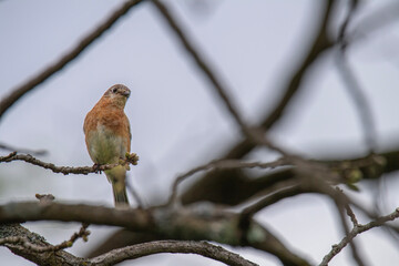 Female bluebird is framed with branches in the tree she is perched