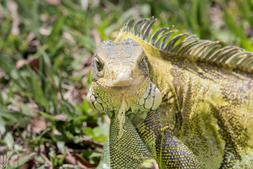 Brazilian Wildlife is very beautiful have many species with colorful variables. Are apes, lizards, mammals, felins, caimans, cats, bats, crabs and many others.