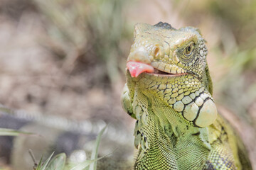 Brazilian Wildlife is very beautiful have many species with colorful variables. Are apes, lizards, mammals, felins, caimans, cats, bats, crabs and many others.