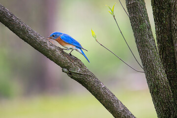 Male bluebird nabs a centipede on a beautiful spring day