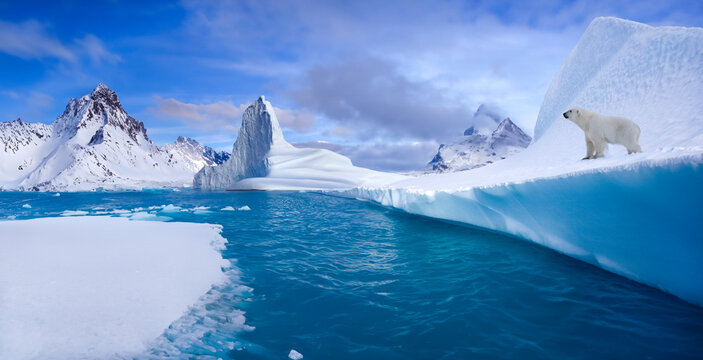 Polar Bear (Ursus maritimus) on coastal ice in Northwest Fjord, eastern Greenland. - Powered by Adobe