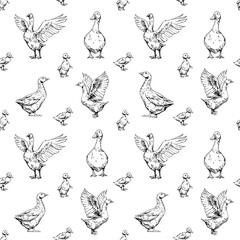 Fototapeta premium Domestic geese, goslings, bird set illustration, hand drawn vector sketch