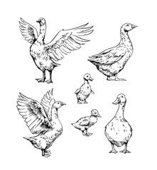 Domestic geese, goslings, bird set illustration, hand drawn vector sketch
