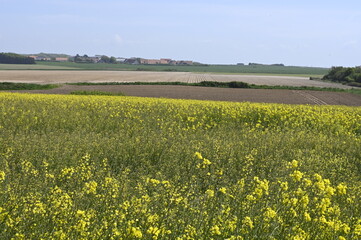 Carence en soufre sur colza en floraison
