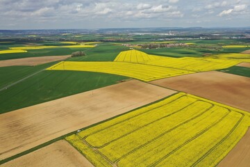 Paysage avec colza en fleurs