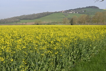 Paysage avec colza en fleurs