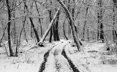dirt road in winter forest - 711665277