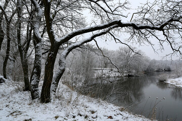 trees on river bank in winter - 711665286