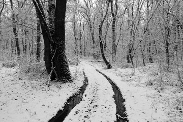 rut road in winter forest - 711665293