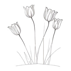 White and Black Pencil Sketch Four Blooming Tulips Illustration Drawing