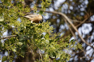 Brahminy starlings perched in a tree