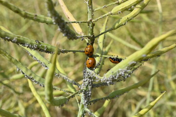 Coccinelles dévorant des pucerons cendrés sur colza