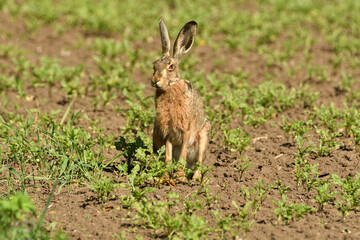 Long ears of wild brown hare lurking from the grass