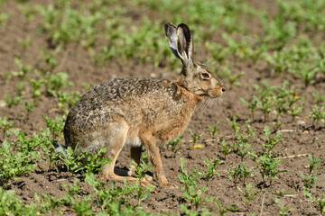 Long ears of wild brown hare lurking from the grass