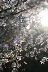 Blossoming tree in spring, spring background. White flowers, sun glare