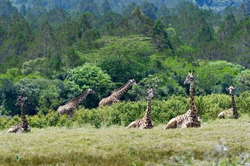 Giraffen im Arusha-Nationalpark in Tansania