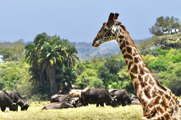 Giraffen im Arusha-Nationalpark in Tansania - obrazy, fototapety, plakaty