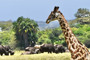 Foto op Canvas Giraffen im Arusha-Nationalpark in Tansania © Claudia