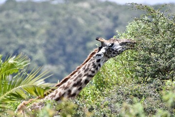 Giraffen im Arusha-Nationalpark in Tansania