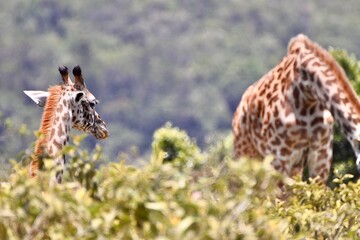 Giraffen im Arusha-Nationalpark in Tansania