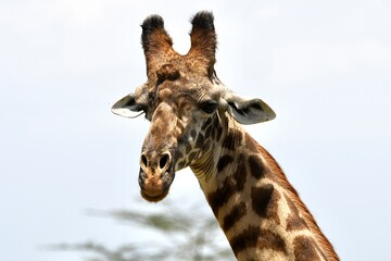 Giraffen im Arusha-Nationalpark in Tansania