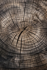 Old wood texture, closeup of tree stump with annual rings.