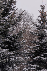 Kyiv, Ukraine - January 20, 2024:cozy sleeping district of Borshchagivka. people are walking in the park on a day off.There are many different trees in Yunist Park. is located near residential buildin