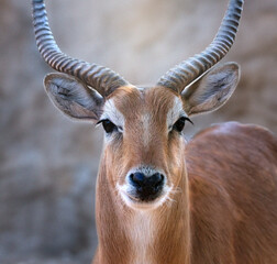 portrait de Cobe Lechwe, photographie animalière 