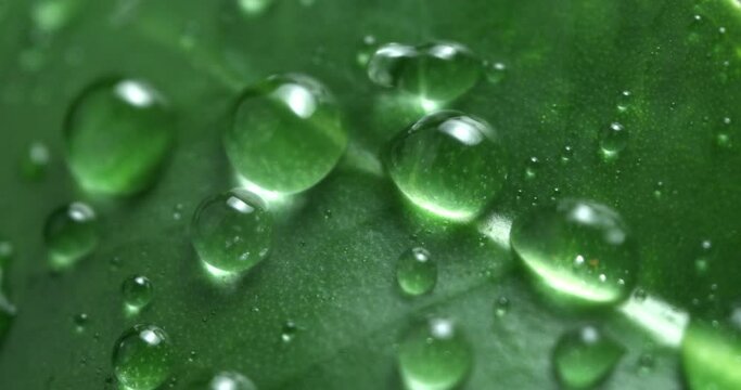 Super slow motion macro of water drops are falling on green tropical plant leaf while raining in rainforest at 1000 fps.