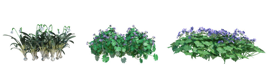 3d rendering shrub and flower  isolated cut background
 - obrazy, fototapety, plakaty