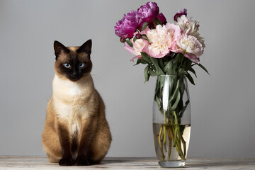 Funny mekong bobtail cat sitting near a vase with peony flowers