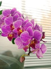 Pink orchid flower on the background of blinds closeup. Tropical blooming house flowers.	