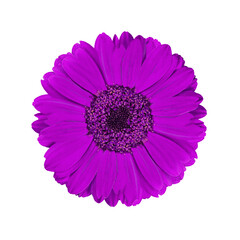 Gerbera flower transparent