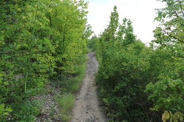Fototapeta na wymiar Mountain path between trees. A stony path in a mountainous, forest area.