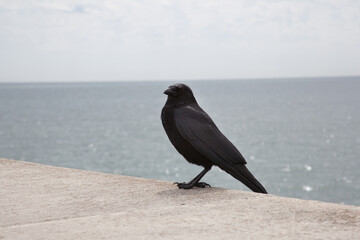A solitary crow at the seaside in Torquay in the UK