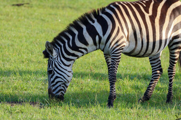 grazing zebra in Kenya