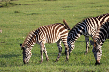 Fototapeta na wymiar Zebras grazing at Maasai Mara National Reserve