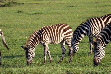 Fototapeta na wymiar Zebras grazing at Maasai Mara National Reserve