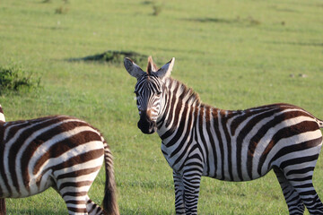 Fototapeta na wymiar Zebra looking at camera