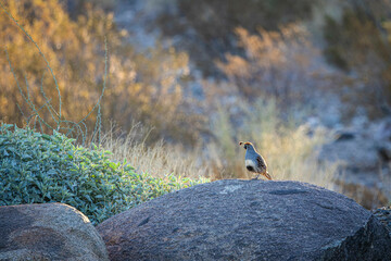gambel's quail in the Sonoran Desert of Arizona.