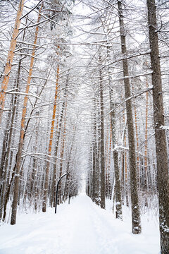 Vertical photo of winter alley in city park, pine forest covered with snow.